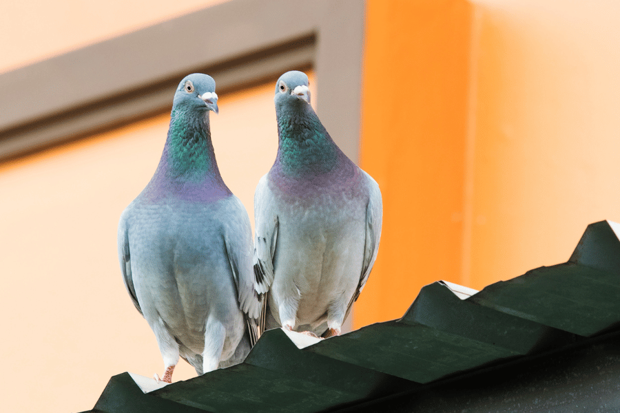 شركة مكافحة الحمام بالمدينة المنورة